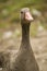 Wild goose bird waterfowl