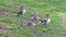 Wild goose family walking to water on wetland