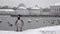 Wild goose in front of Castle Nymphenburg Palace in winter with snow