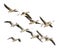 Wild Goose, Greylag Goose. Flying geese