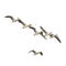 Wild Goose, Greylag Goose. Flying geese