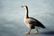 Wild goose walking on melted lake surface