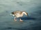 Wild goose walking on melted lake surface