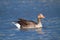 wild goose water bird European lakes and rivers