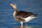 wild goose water bird European lakes and rivers