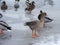 Wild goose in winter