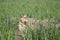 A wild Gopher eating a piece of cheese near his hole in grass on meadow