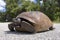 Wild Gopher Tortoise crossing rural road in Florida, USA. Endangered turtle walking on highway pavement. Wildlife