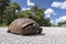 Wild Gopher tortoise crossing rural street in southern Florida. Endangered turtle walking on highway pavement. Wildlife