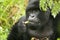 Wild Gorilla animal Rwanda Africa tropical Forest