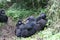 Wild Gorilla animal Rwanda Africa tropical Forest