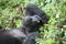 Wild Gorilla animal Rwanda Africa tropical Forest