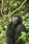 Wild Gorilla animal Rwanda Africa tropical Forest