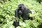 Wild Gorilla Rwanda Africa tropical Forest