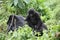 Wild Gorilla Rwanda Africa tropical Forest