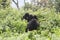 Wild Gorilla Rwanda Africa tropical Forest