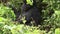 Wild Gorilla Rwanda tropical Forest