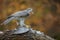 Wild goshawk with prey, a pigeon