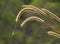 Wild Grain Stalks Swaying in the Breeze