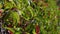 Wild grape climbing plant called Parthenocissus Quinquefolia closeup with bokeh background