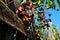 Wild grapes branches with ripe berries and leaves on old wooden fence close up detail