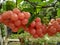 Wild grapes growing in the garden behind the house