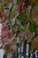 Wild grapes, Macro photography, Mainly cloudy, fence