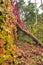 Wild grapes wall in a park. Colorful leaves. Beautiful colorful leaves in the autumn garden.
