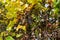 Wild grapevine with dried blue grapes