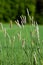 Wild Grass Background