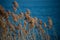 wild grass in border water at Michelbach lake in France