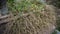 Wild grass with fibrous roots growing on a grave gravestone