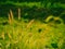 Wild Grass Field in Summer\\\'s Embrace