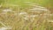 Wild grass in the field waving on wind - closeup