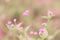 Wild Grass flower ,nature spring ,autumn flower background