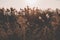 Wild Grass Flowers Field blow in the wind on landscape with vintage tone