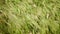 Wild grass and flowers waving on strong wind in field