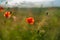 Wild grass in focus and blurry poppy field