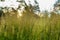 Wild grass foxtails.