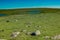 Wild grass on highland meadow in Artvin in Turkey