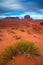 Wild grass in the Monument Valley, Navajo Land, Utah