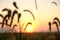 Wild grass silhouettes against sunset sky