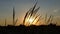 Wild grass spikelets cover the field at sunset