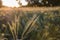 Wild grass with spikelets smoothly swinging in wind, summer plants. Green grass with golden and fluffy ears, nature. Spikelets