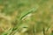Wild grass with spikelets smoothly swinging in wind,wall barley plants. Green grass with golden and fluffy ears, nature