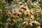 Wild grass in summer.Flowered Thistle, Thistle of the field