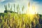 Wild grass at summer sunset