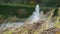 Wild grass sways from the wind against the fountain and a pond