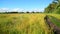 Wild grass in a vacant lot in wind