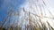 Wild grasses blowing in the wind